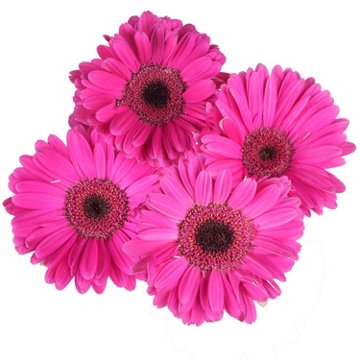BLOOMS by H-E-B 4 Stems Assorted Gerbera