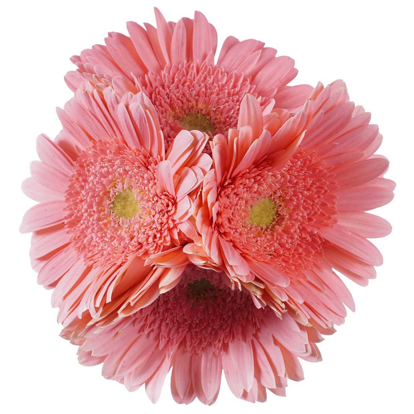 BLOOMS by H-E-B 4 Stems Assorted Gerbera; image 1 of 12