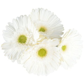 BLOOMS by H-E-B 4 Stems Assorted Gerbera