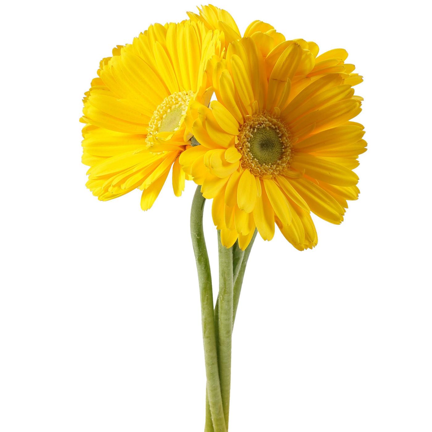 BLOOMS by H-E-B 4 Stems Assorted Gerbera; image 3 of 12