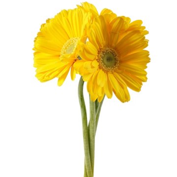 BLOOMS by H-E-B 4 Stems Assorted Gerbera