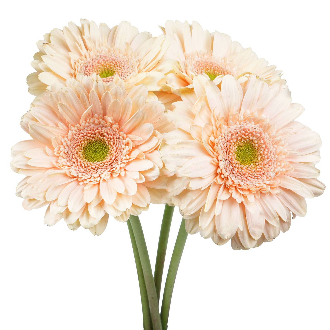 BLOOMS by H-E-B 4 Stems Assorted Gerbera; image 4 of 12