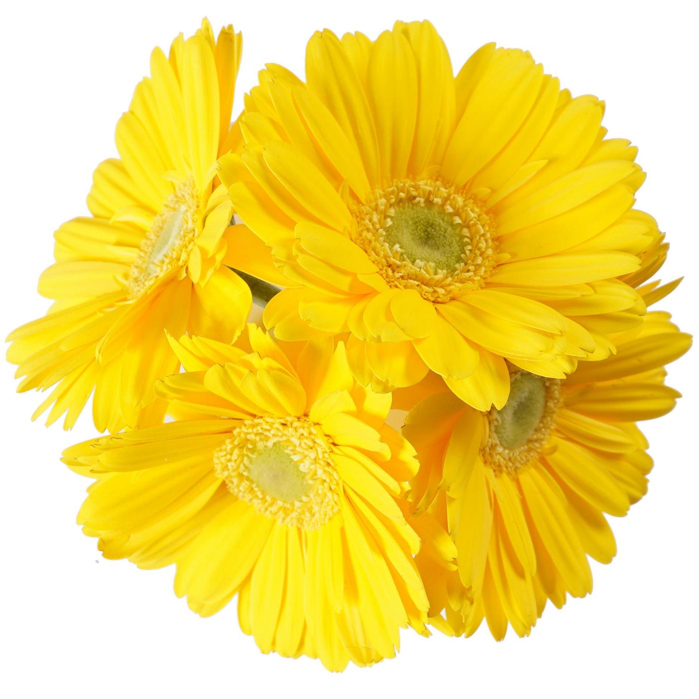 BLOOMS by H-E-B 4 Stems Assorted Gerbera; image 5 of 12