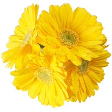 BLOOMS by H-E-B 4 Stems Assorted Gerbera