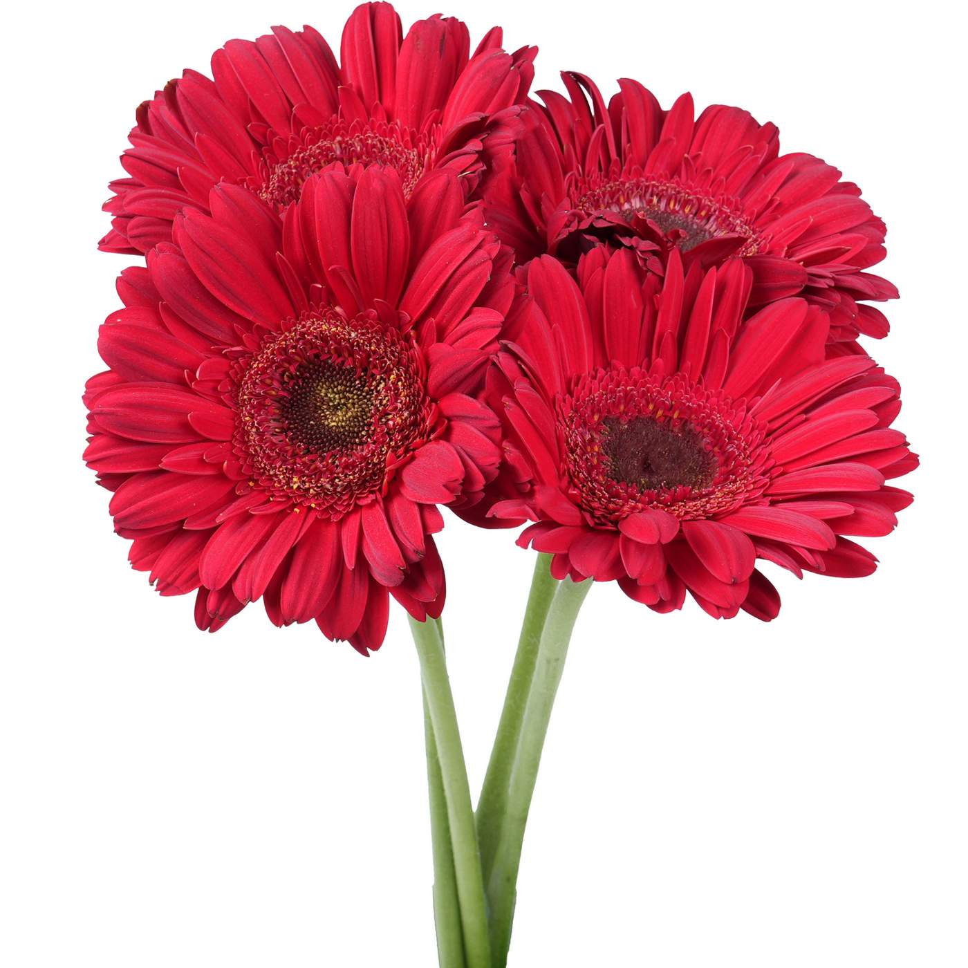 BLOOMS by H-E-B 4 Stems Assorted Gerbera; image 6 of 12