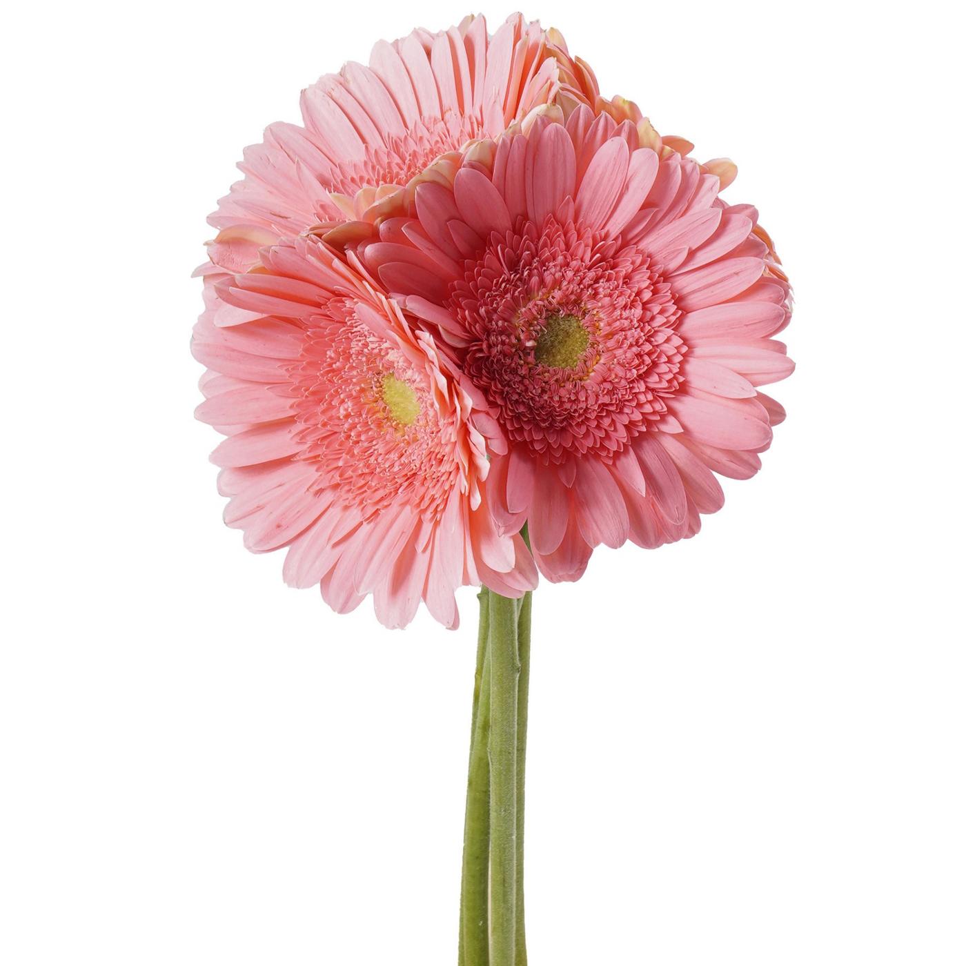 BLOOMS by H-E-B 4 Stems Assorted Gerbera; image 7 of 12