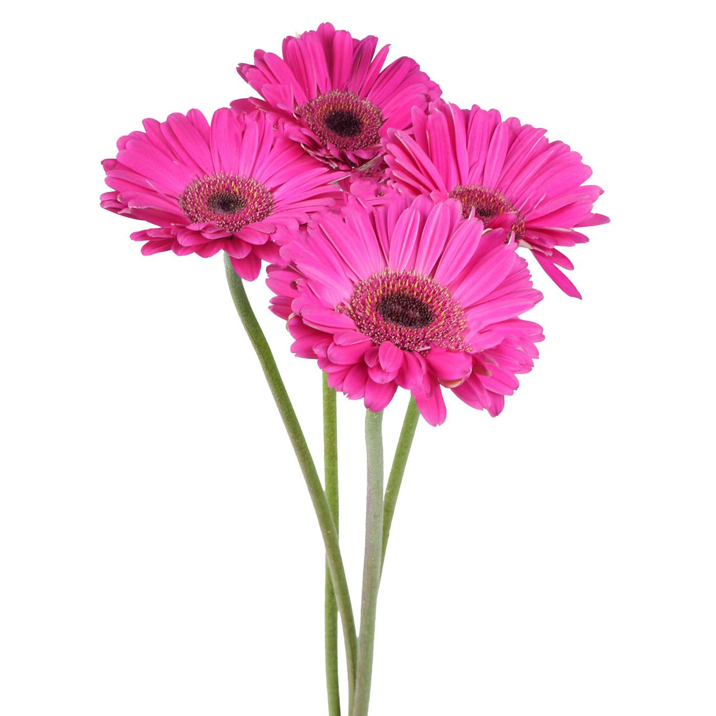BLOOMS by H-E-B 4 Stems Assorted Gerbera; image 8 of 12