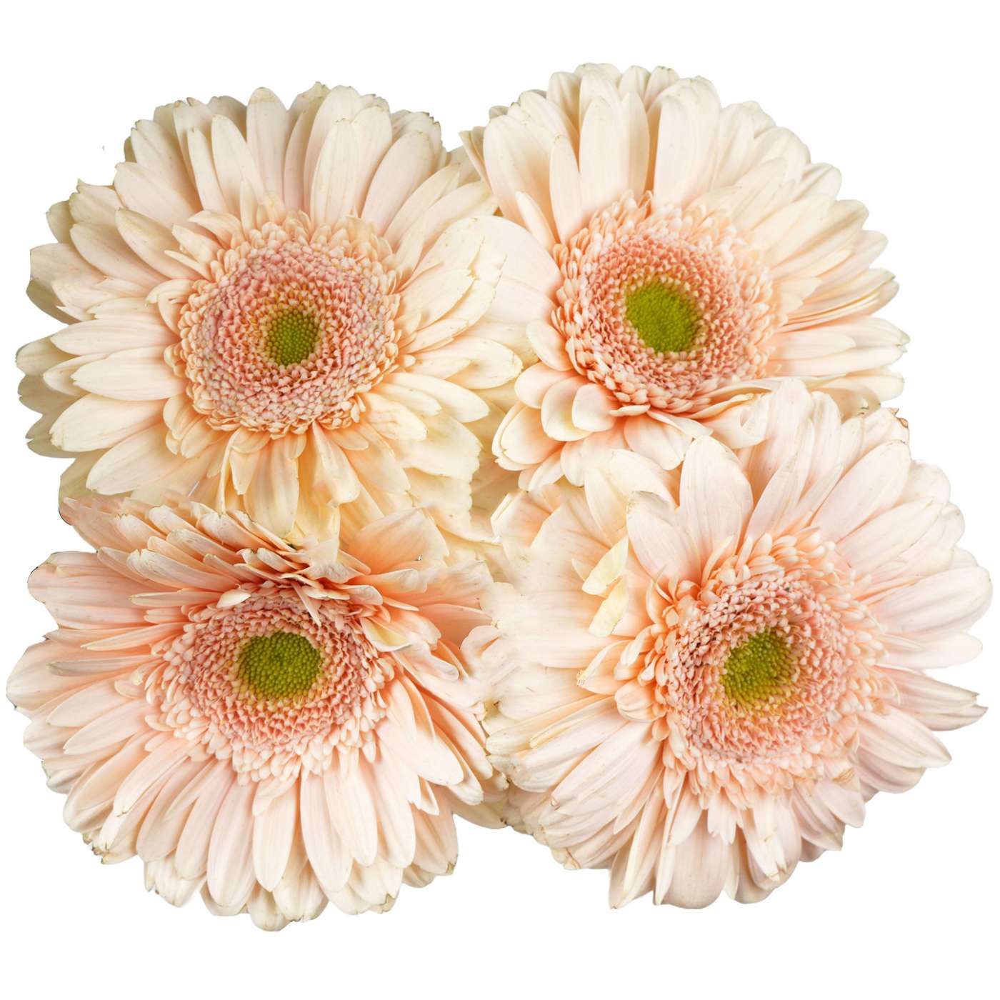 BLOOMS by H-E-B 4 Stems Assorted Gerbera; image 9 of 12