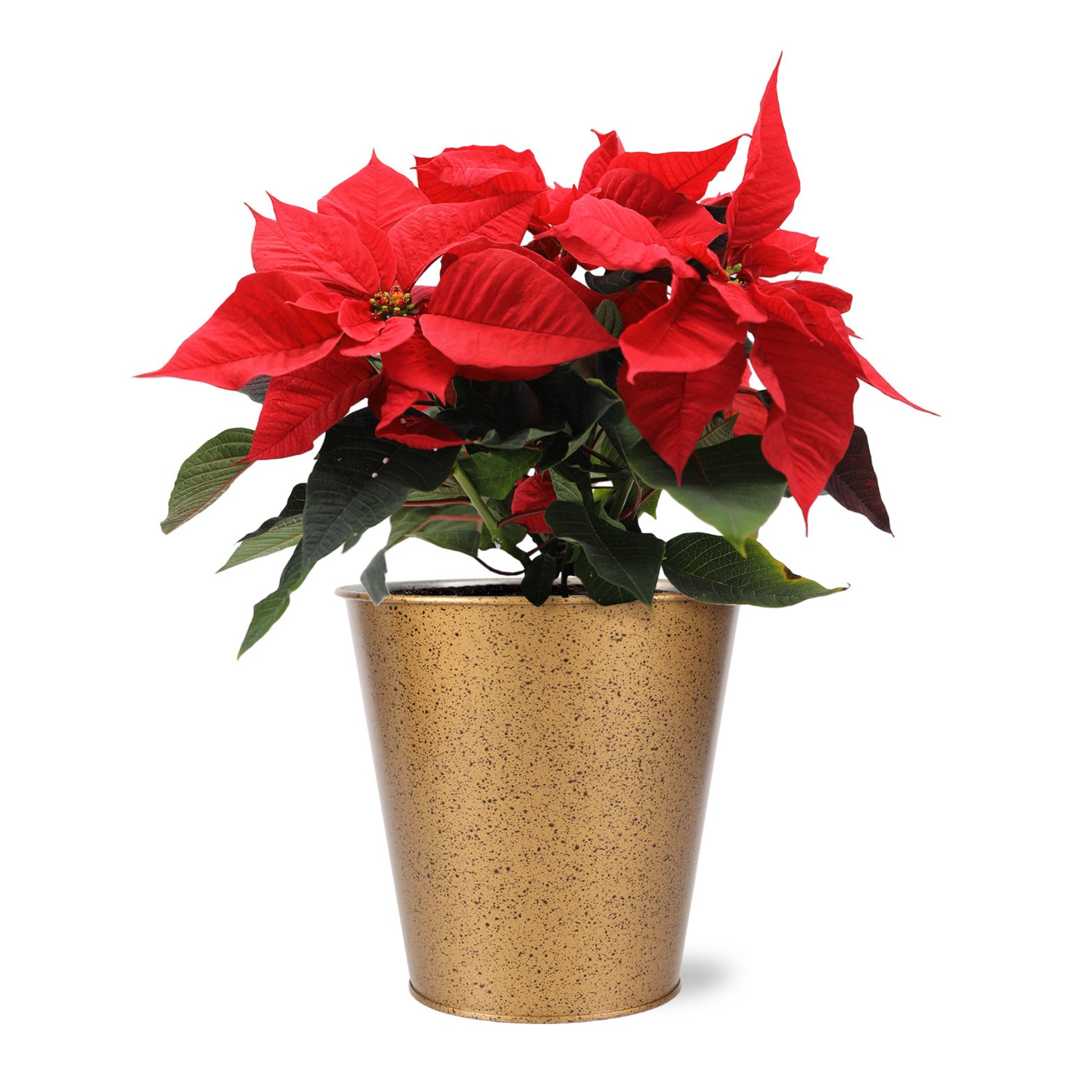 Floral Red Poinsettia, 6 in Shop Potted Plants at HEB