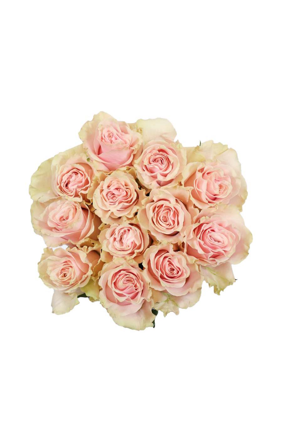 BLOOMS by H-E-B Dozen Pink Roses; image 1 of 3