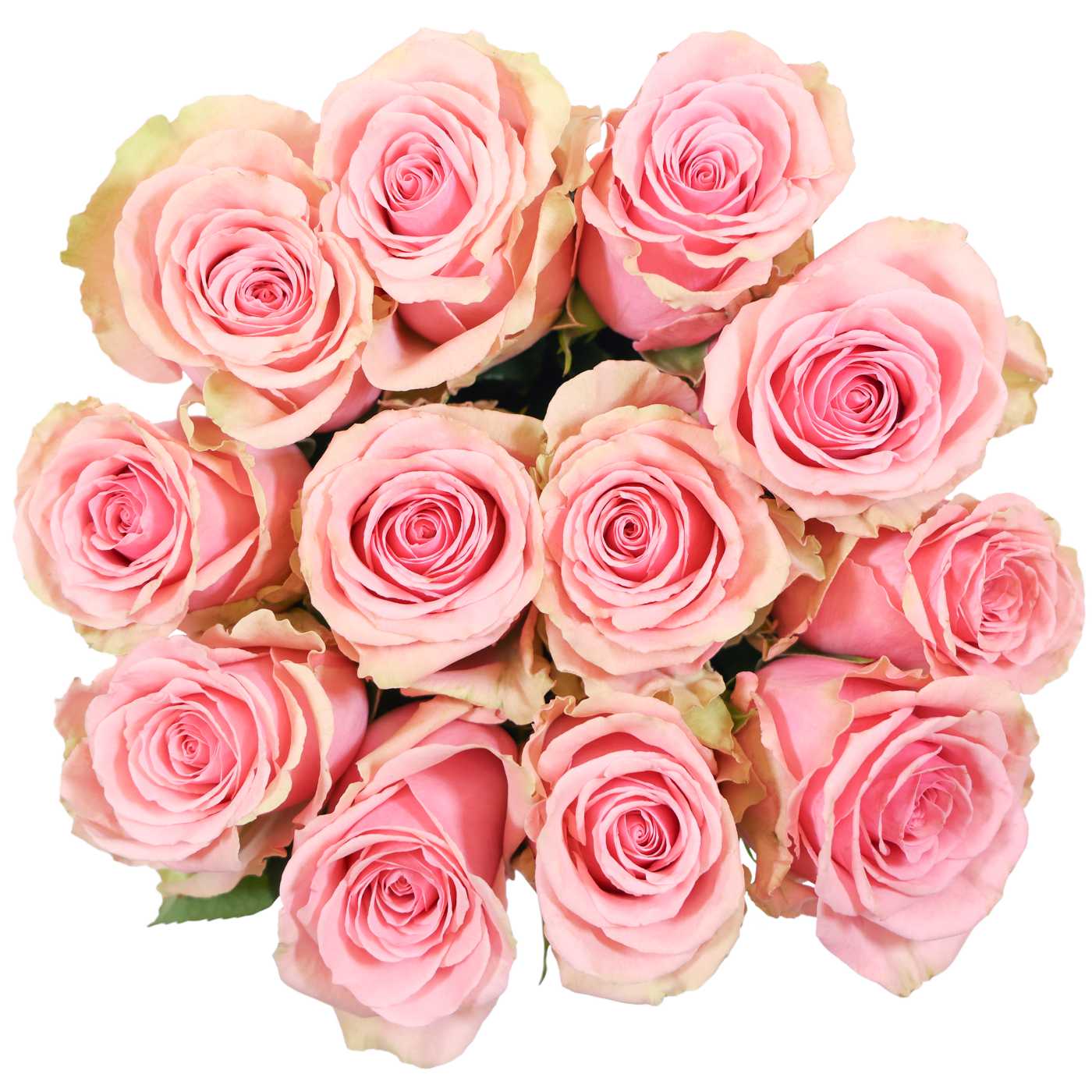 BLOOMS by H-E-B Dozen Pink Roses; image 3 of 3