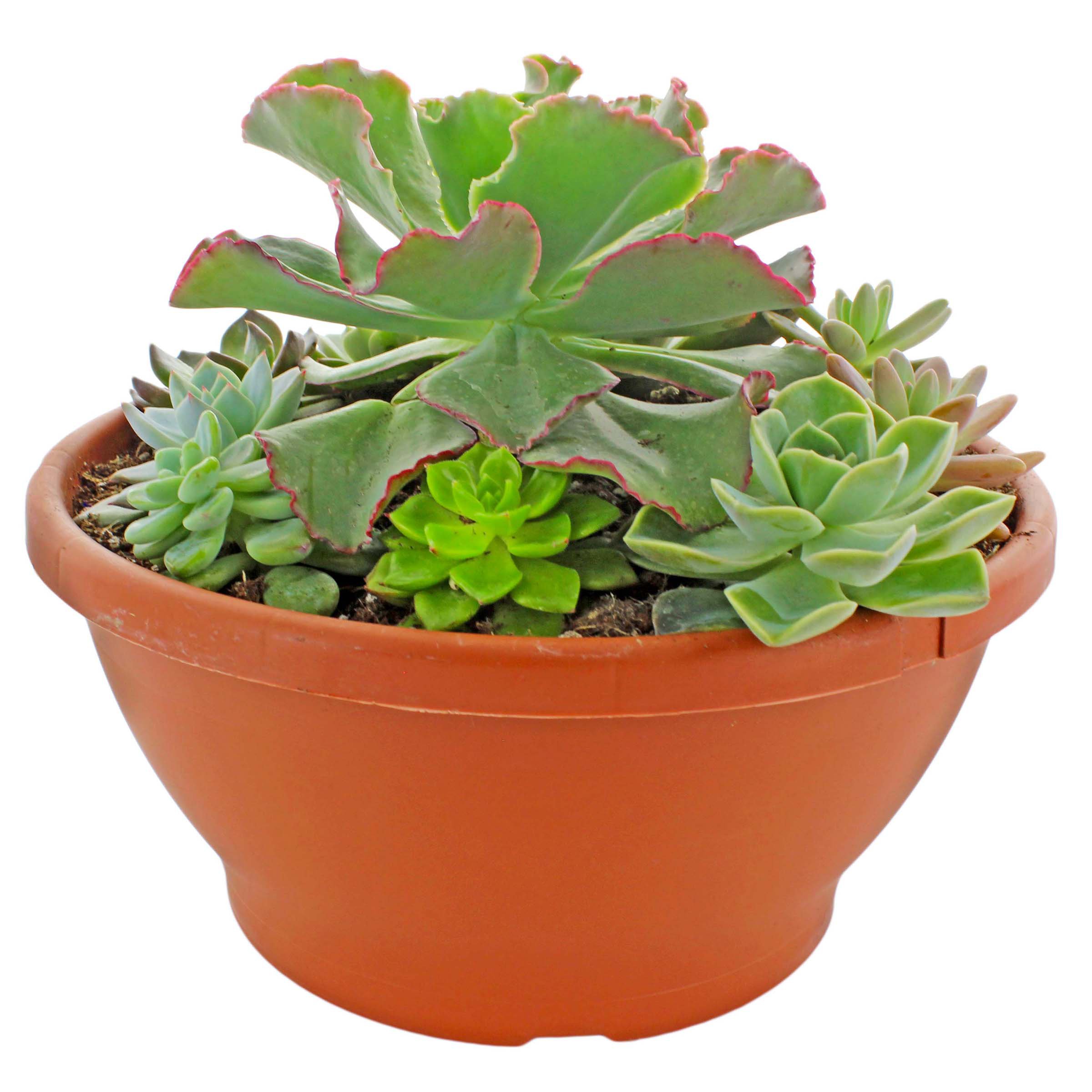 Nature's Herb Farm Succulent Combo Bowl Shop Potted Plants at HEB