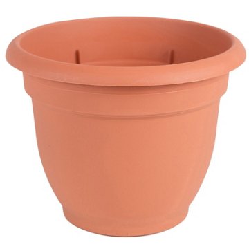 Bloem Ariana Terra Cotta Planter, 12 in