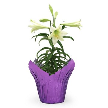 BLOOMS by H-E-B Easter Lily Flowering Plant, 6"