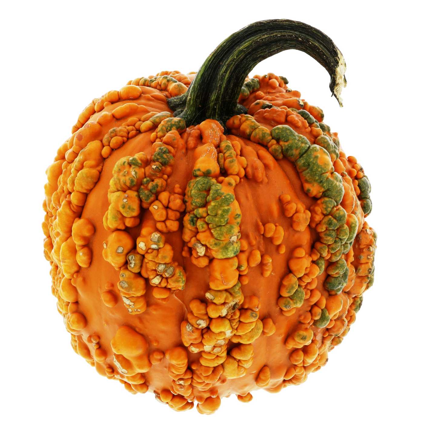 H-E-B Texas Roots Warty Goblin Pumpkin; image 1 of 2