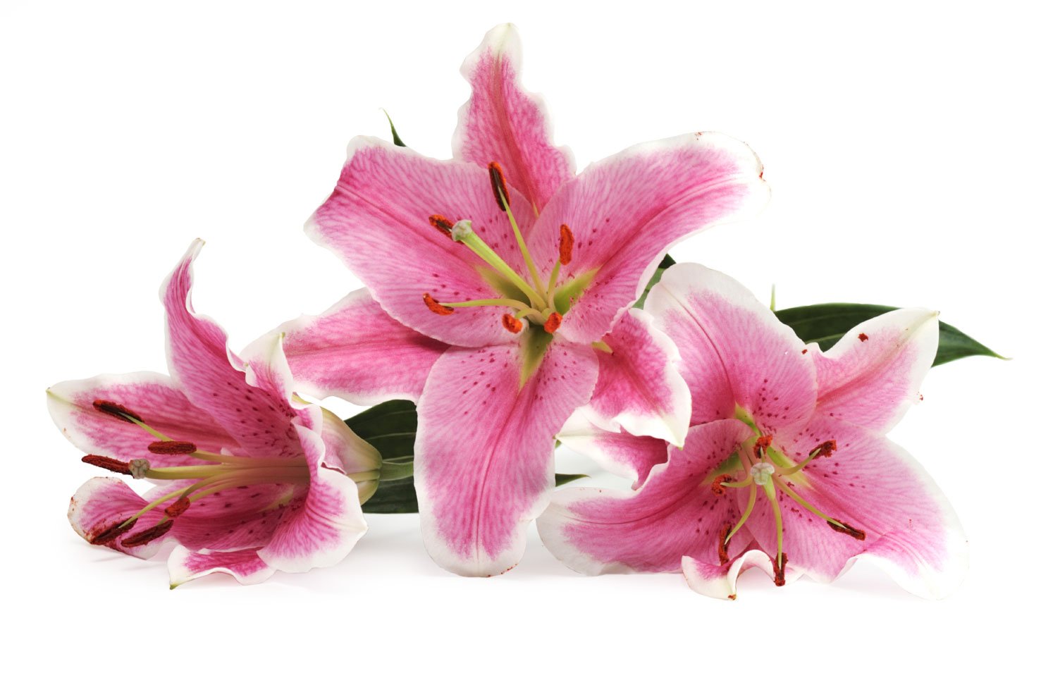 Central Market Oriental Lilies Shop Flowers & Arrangements at HEB