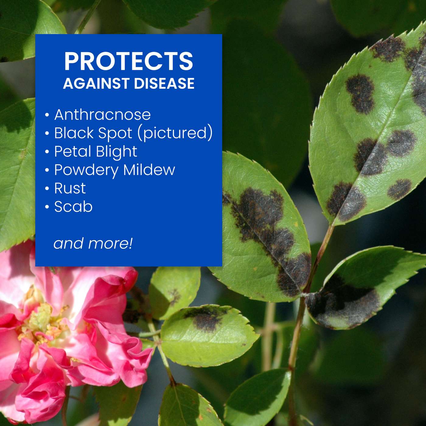 BioAdvanced 3-in-1 Insect, Disease & Mite Control Ready-To-Spray; image 2 of 3
