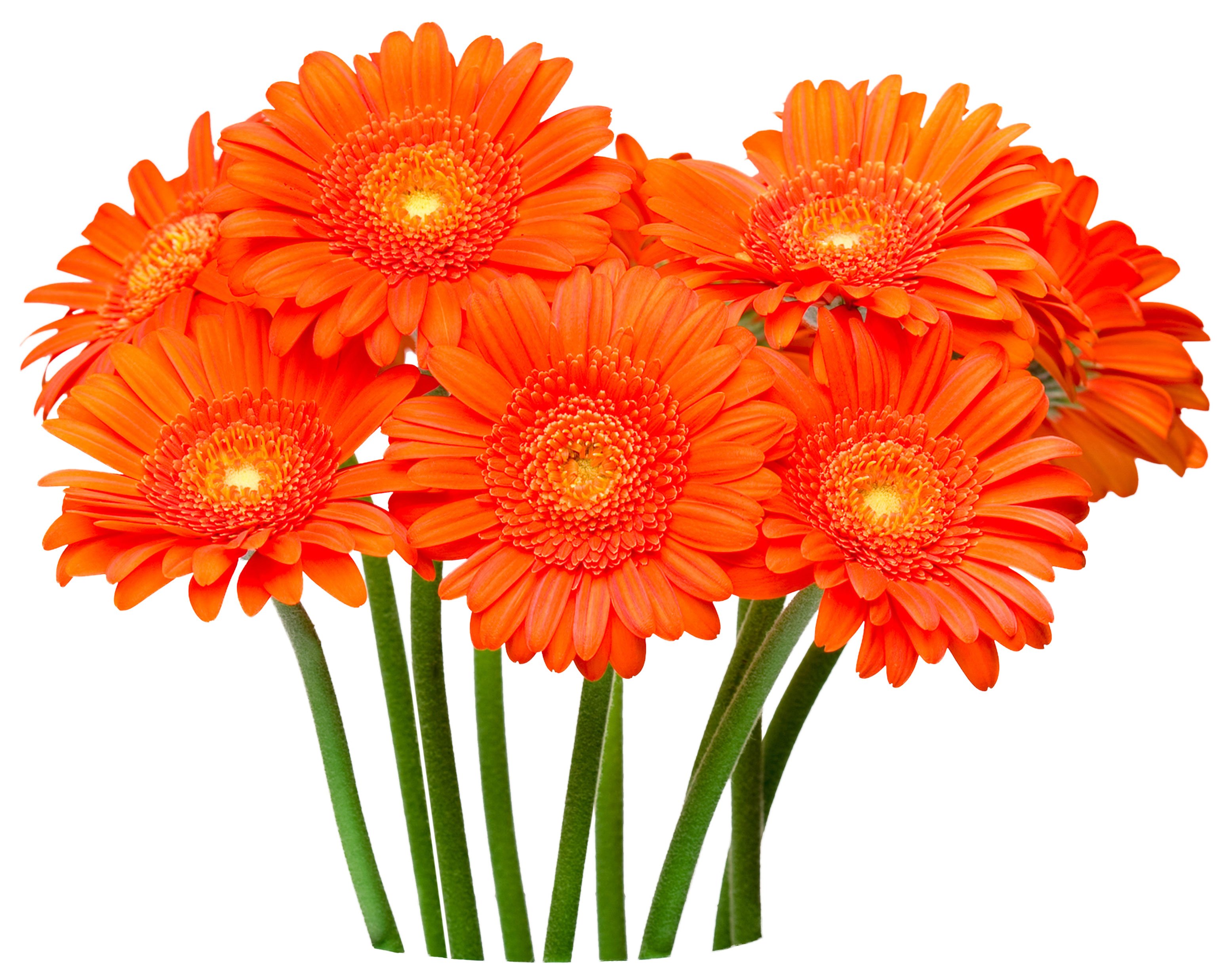 Central Market Gerbera Daisies - Shop Flowers & Gift Baskets at H-E-B