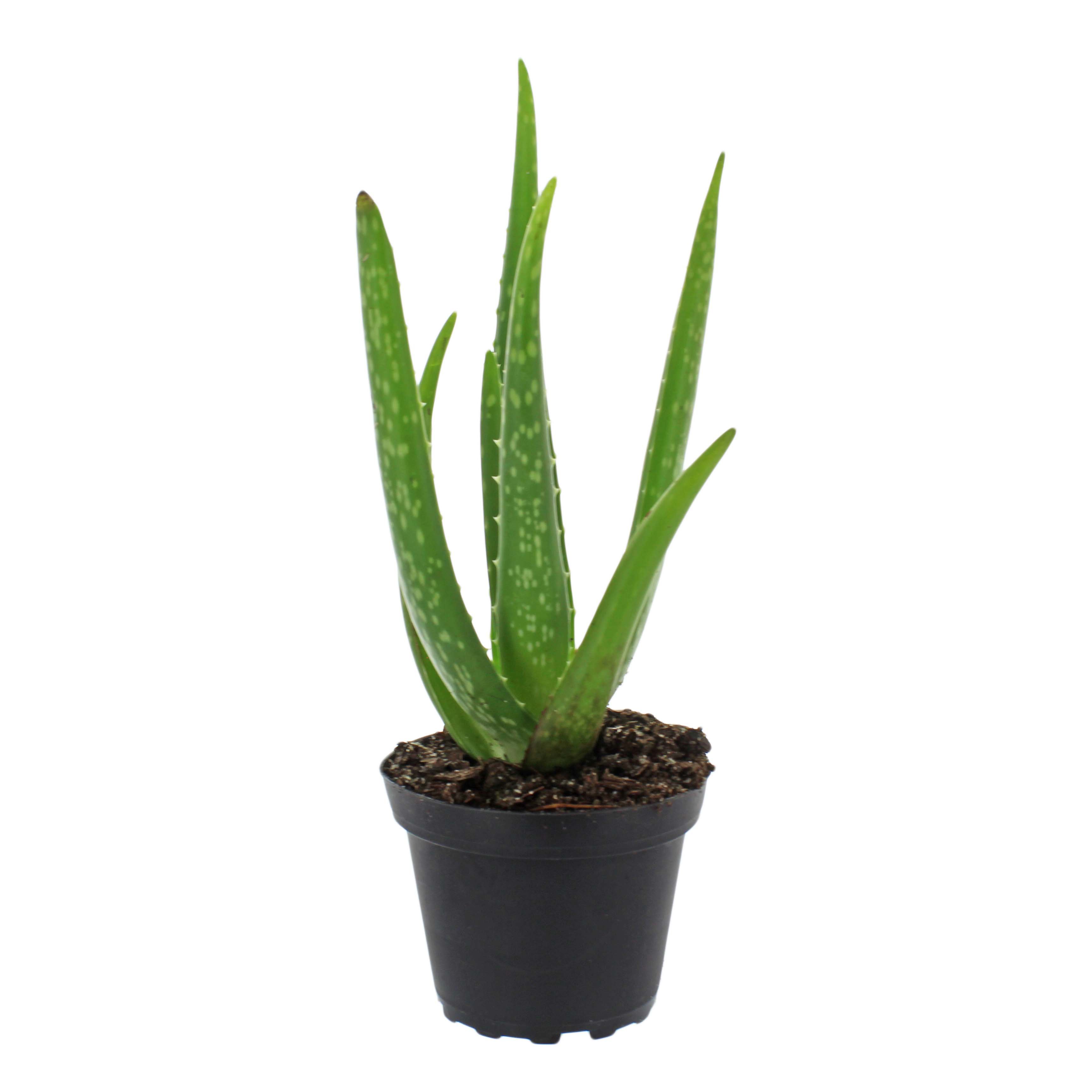 Aloe Vera - Shop Potted plants at H-E-B