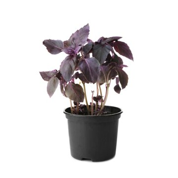 Natures Herb Farm Purple Ruffle Basil, 6 in