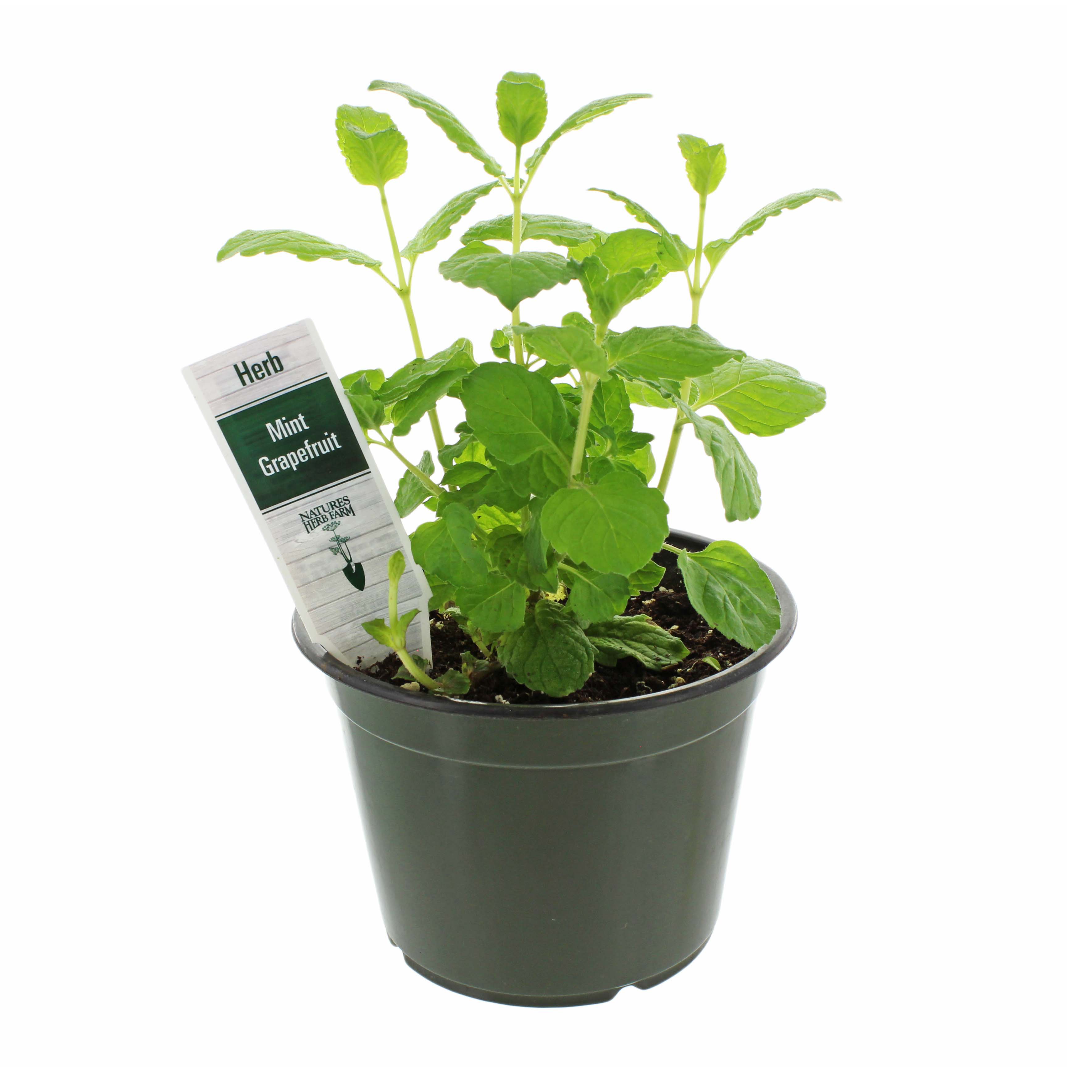 Natures Herb Farm Mint Grapefruit Potted Herb, 6 in | Central Market -  Really Into Food