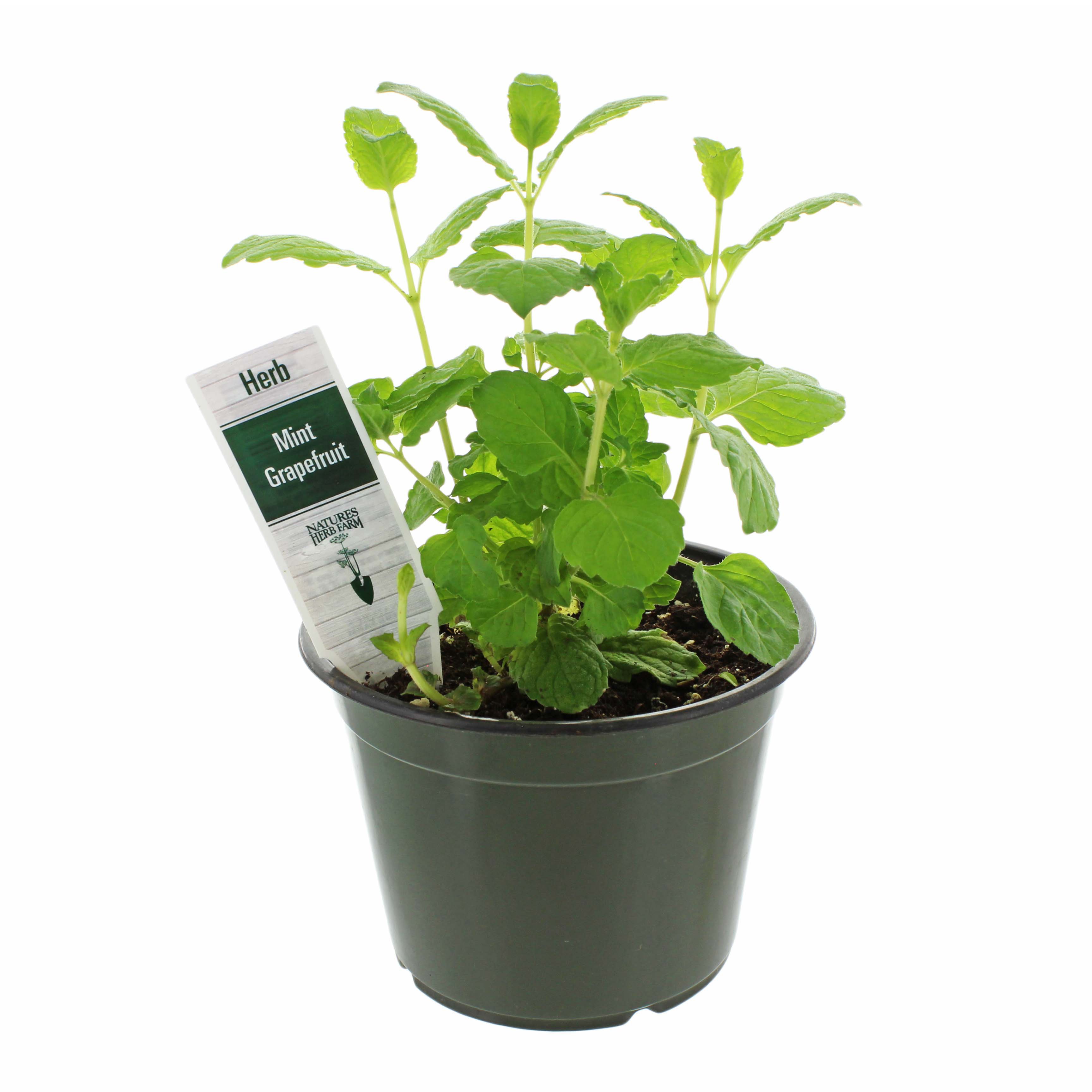 Natures Herb Farm Mint Grapefruit Potted Herb - Shop Potted plants at H-E-B