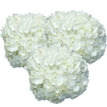 BLOOMS by H-E-B White Hydrangeas, 1 Bundle