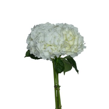 BLOOMS by H-E-B White Hydrangeas, 1 Bundle