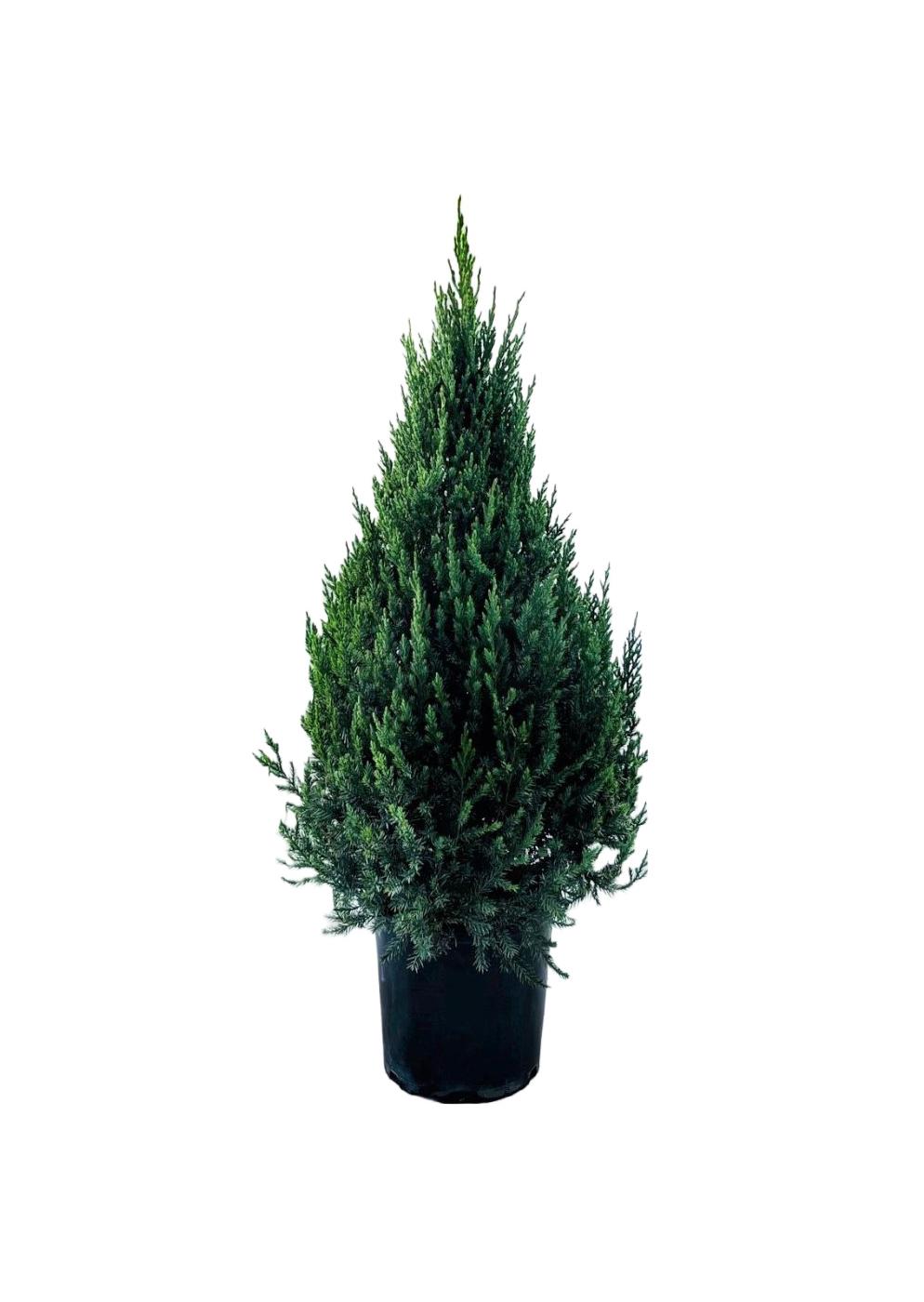 Greenleaf Nursery Blue Point Juniper Potted Plant; image 1 of 2