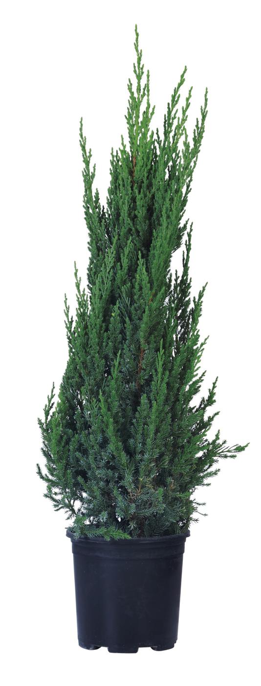 Greenleaf Nursery Blue Point Juniper Potted Plant; image 2 of 2