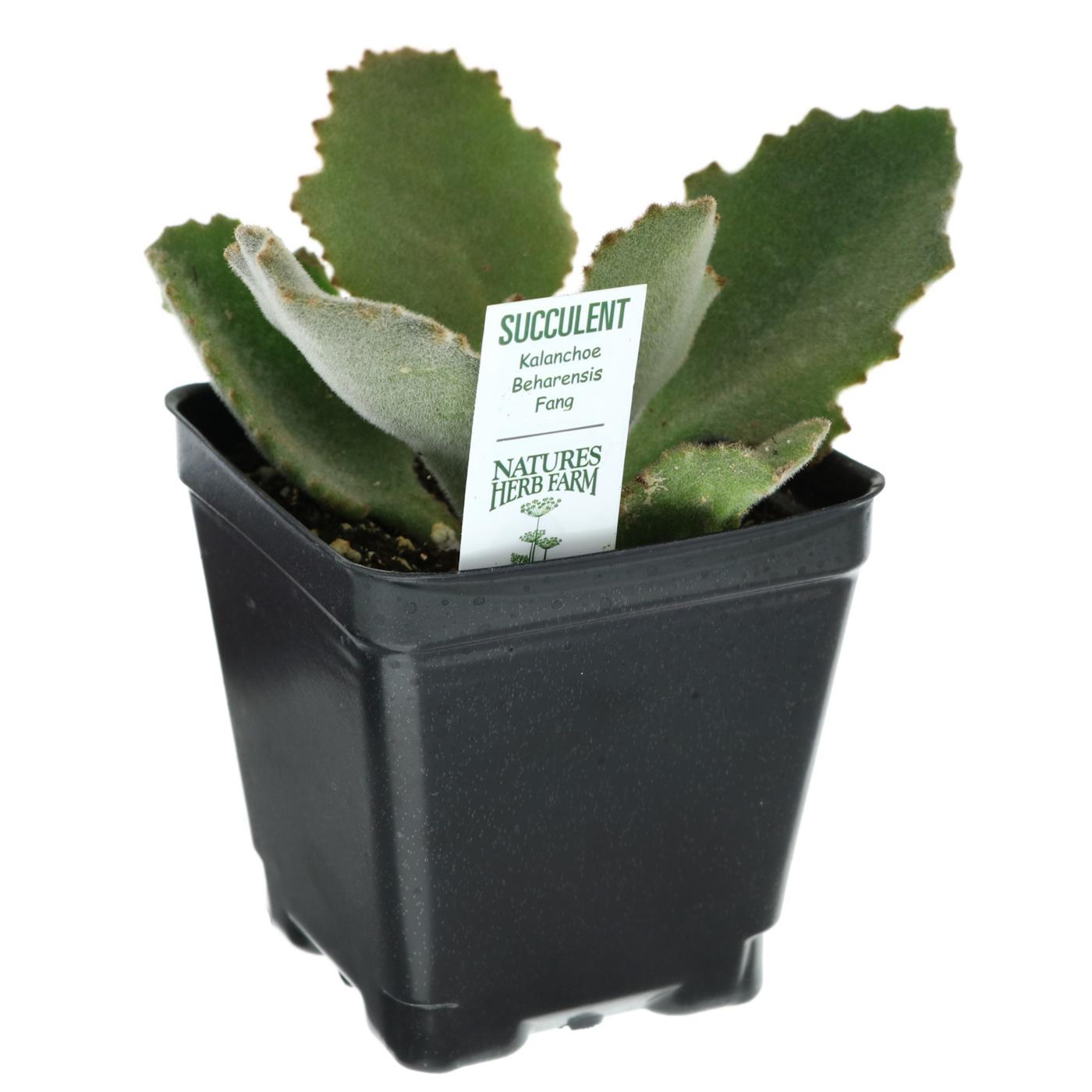 Natures Herb Farms Potted Succulent - Assorted; image 2 of 9