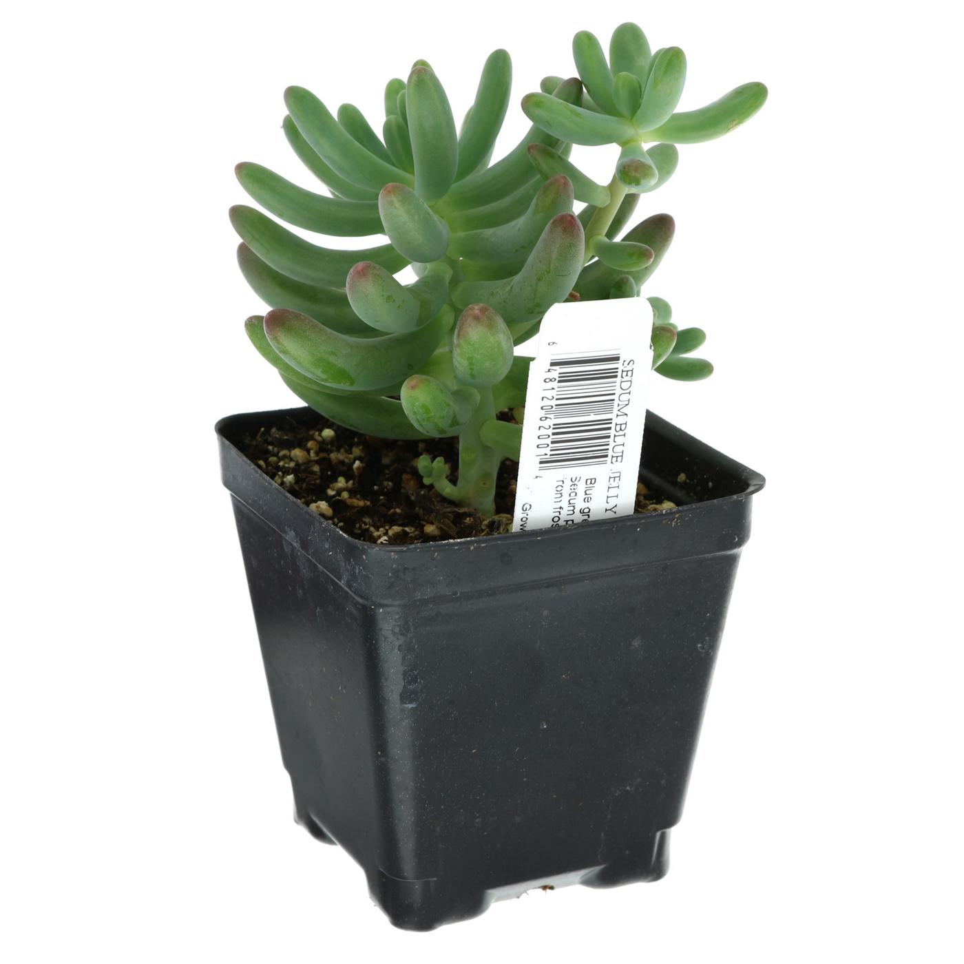 Natures Herb Farms Potted Succulent - Assorted; image 9 of 9