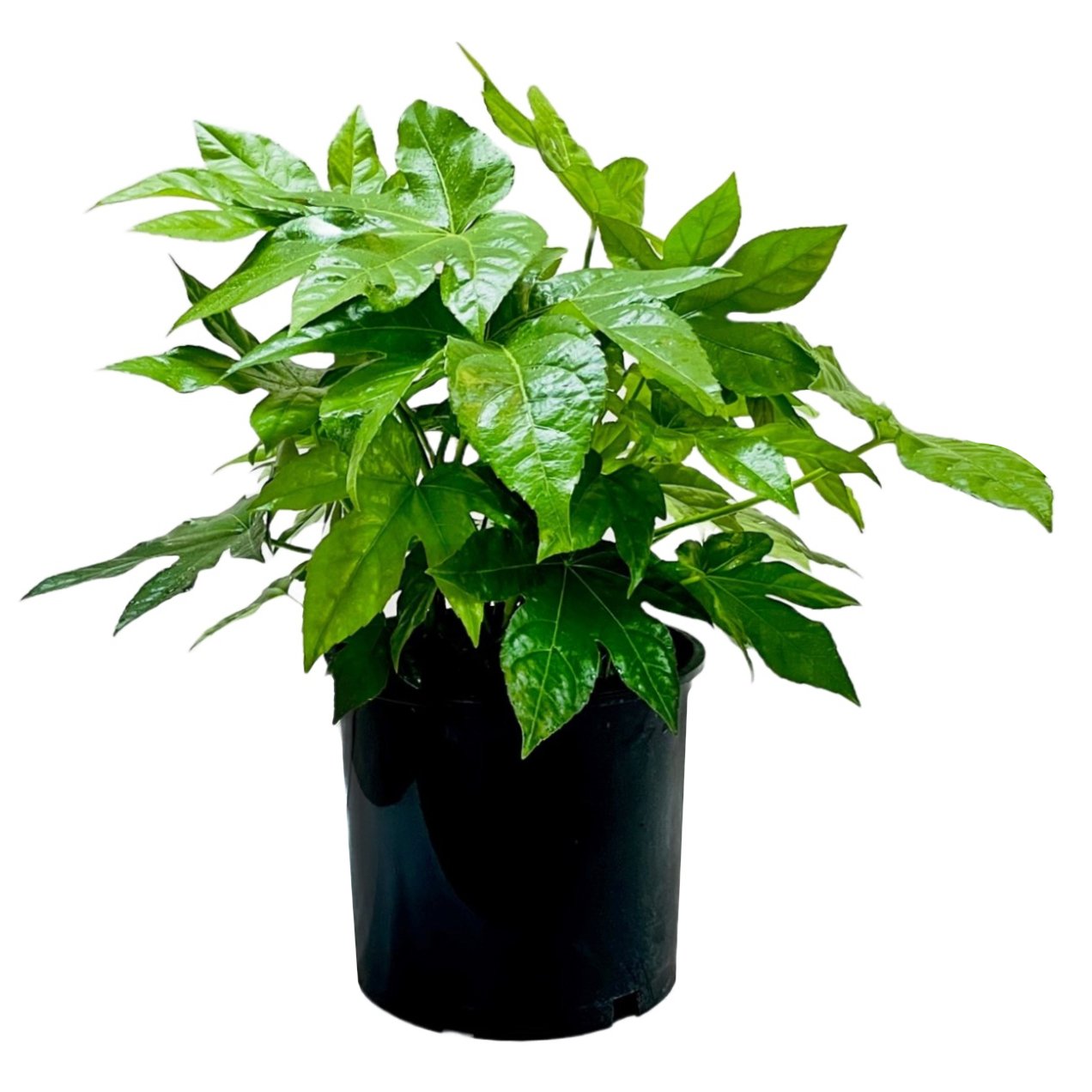 Greenleaf Nursery Japanese Aralia - Shop Potted plants at H-E-B