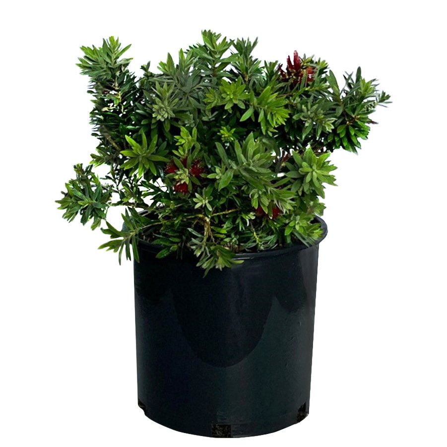 Green Leaf Nursery Little John Dwarf Bottlebrush - Shop Potted Plants 