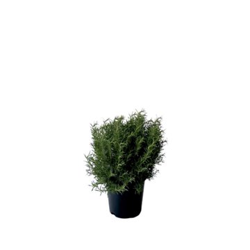 Greenleaf Nursery Tuscan Blue Rosemary Potted Plant, 2 gal