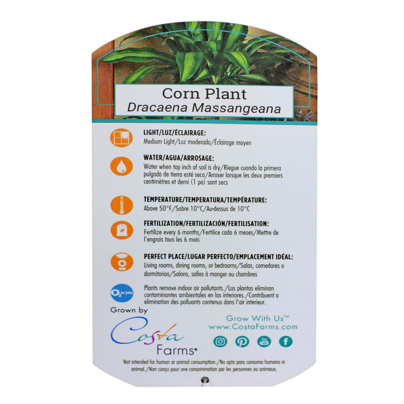 Costa Farms Tropical Corn Plant; image 2 of 3