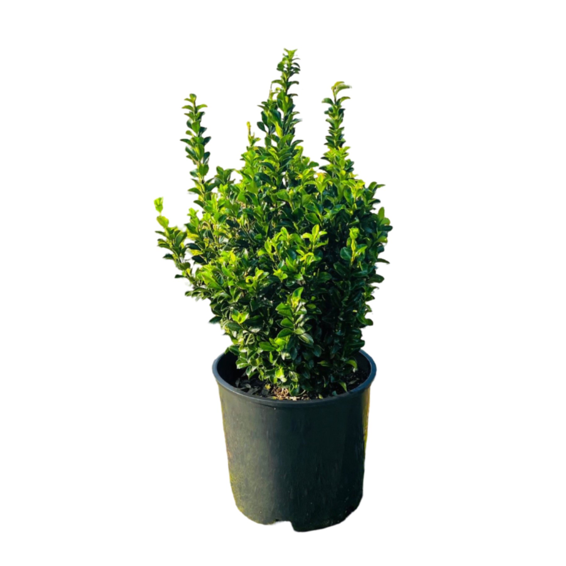 Euonymus Dwarf - Shop Potted plants at H-E-B