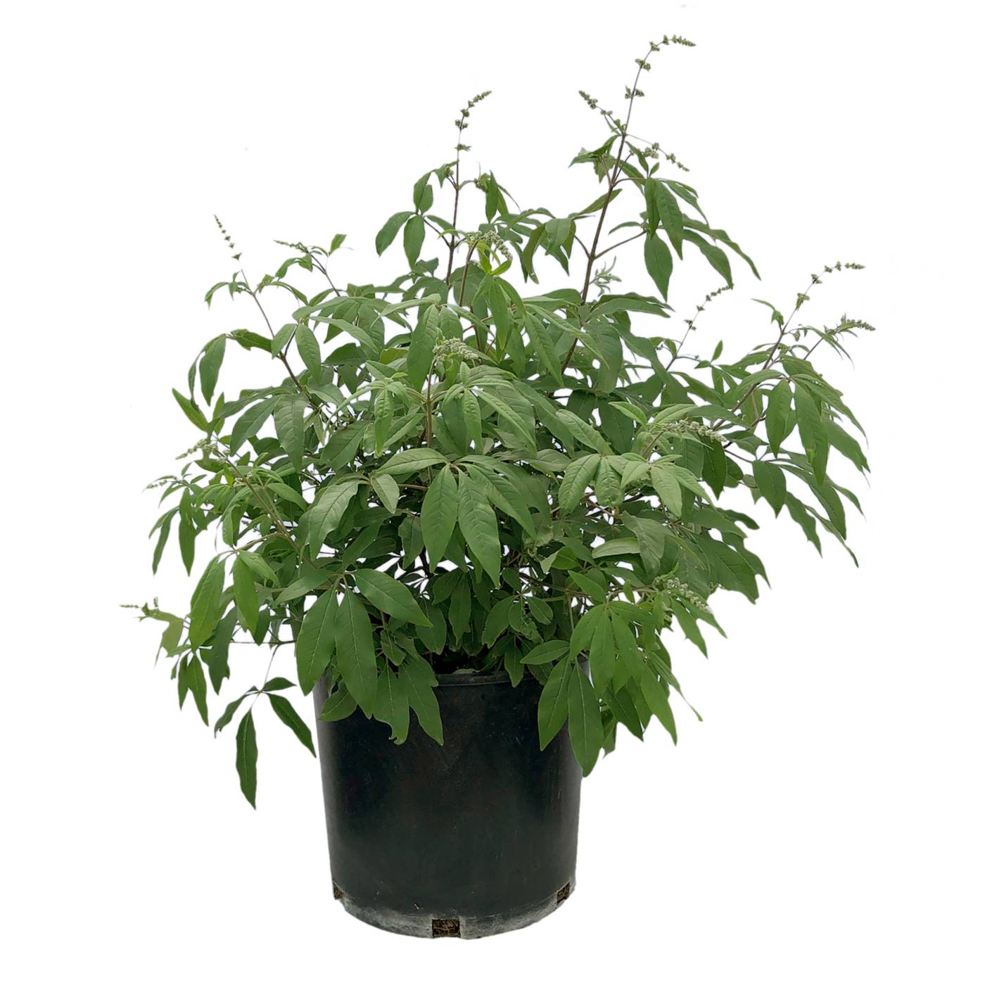 Greenleaf Nursery Orange Zest Cestrum Potted Plant; image 1 of 2