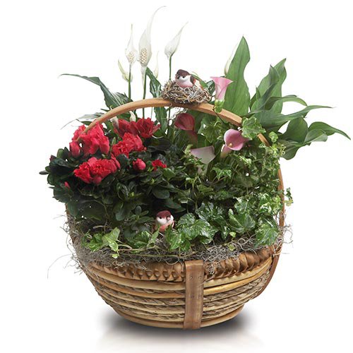 Floral Feather Your Nest Premium Planter Shop Potted