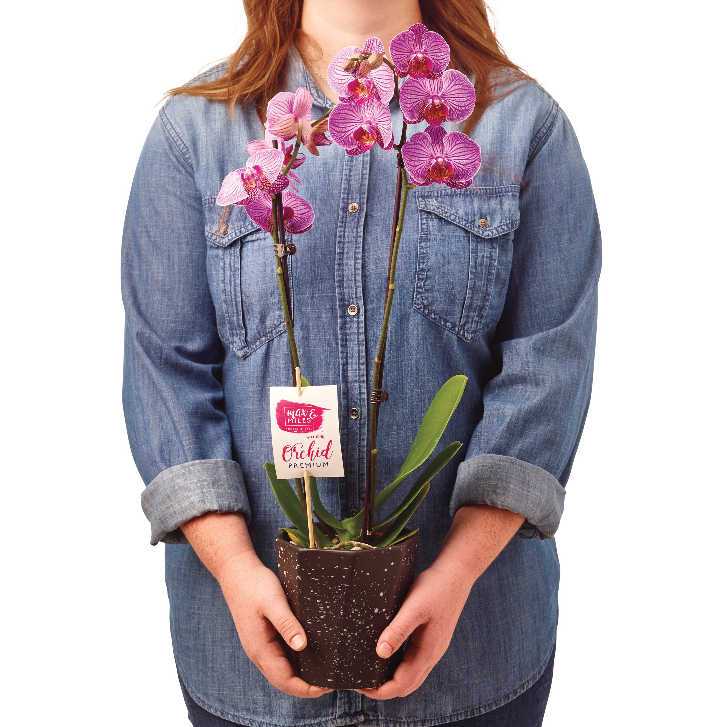 Floral Premium Orchid Shop Potted Plants at HEB
