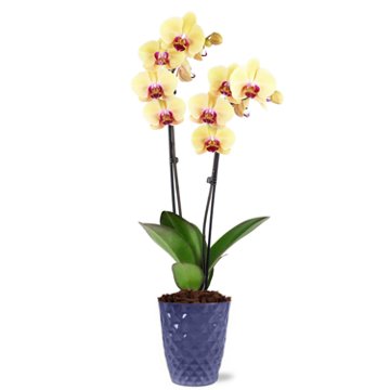 Max & Miles Premium Orchid