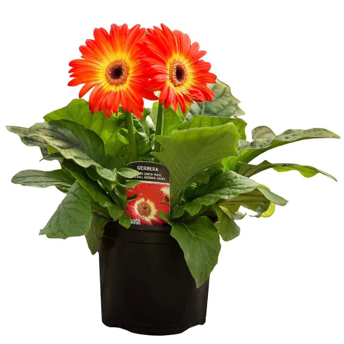 Spring Creek Growers Gerbera Fireball Daisy Potted Plant - Shop Potted ...