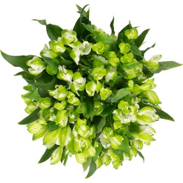 BLOOMS by H-E-B 3 Stem Charmelia