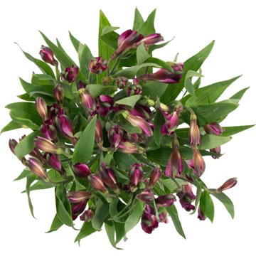 BLOOMS by H-E-B 3 Stem Charmelia