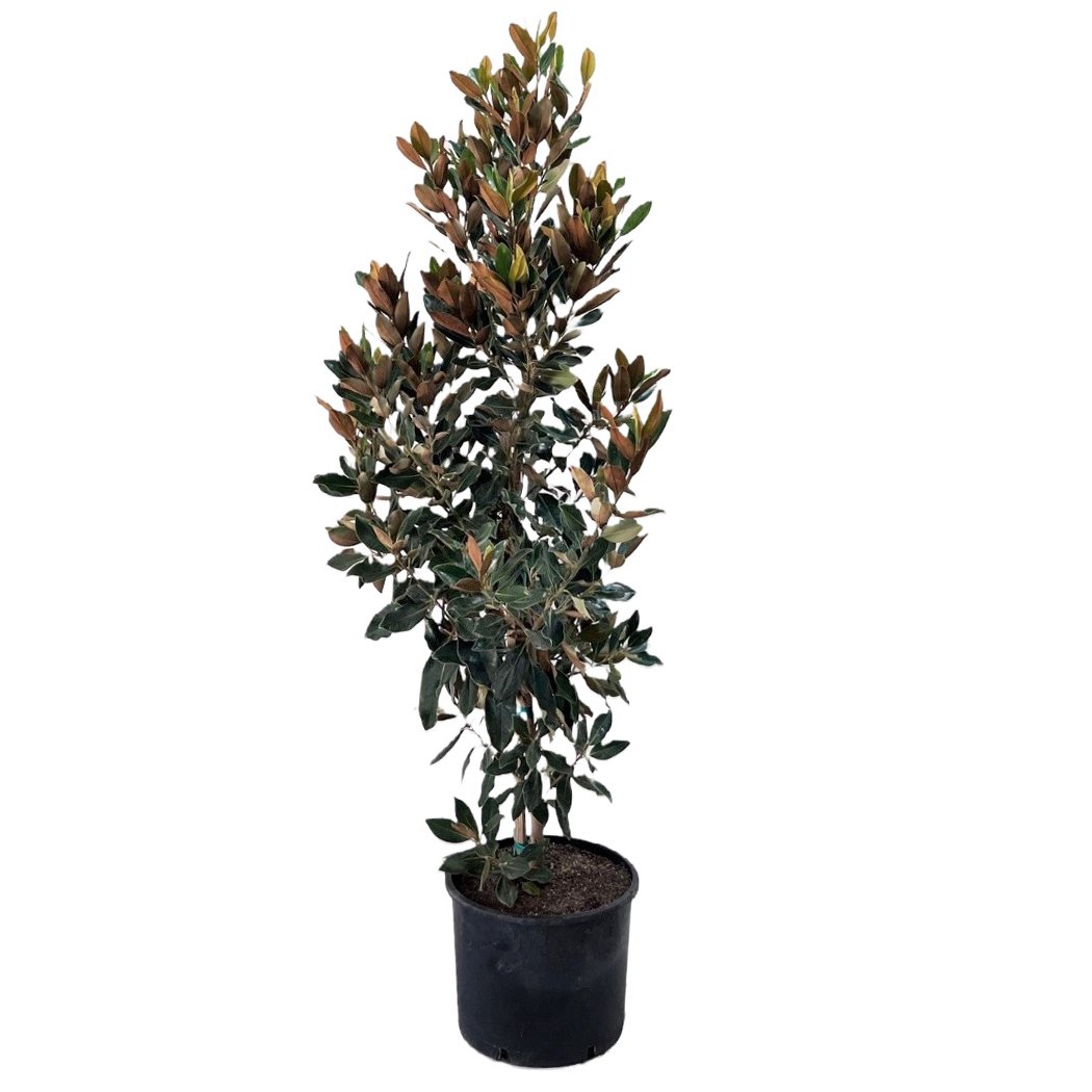 Greenleaf Nursery Little Gem Potted Magnolia - Shop Potted plants at H-E-B