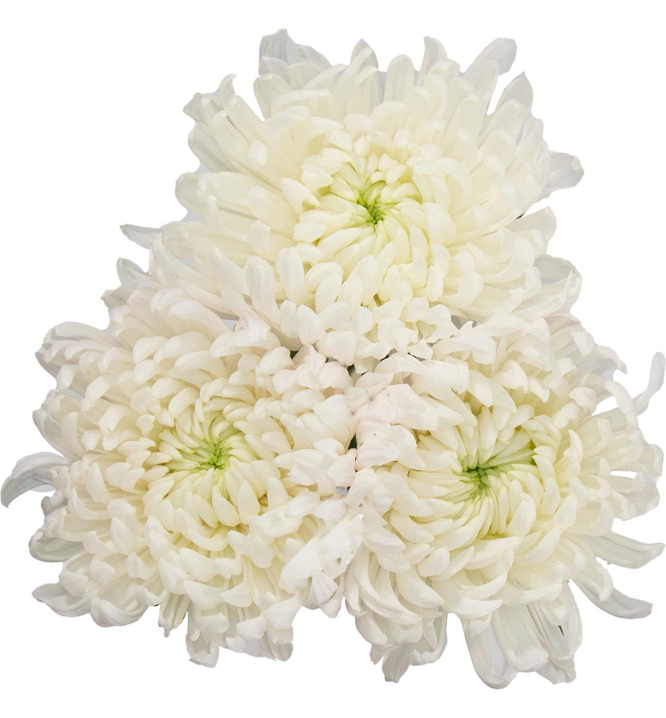 BLOOMS by H-E-B Assorted 3 Stem White Spiders & Cremones; image 1 of 4