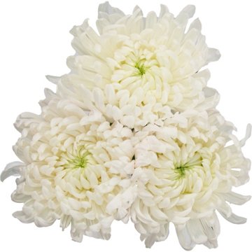 BLOOMS by H-E-B Assorted 3 Stem White Spiders & Cremones