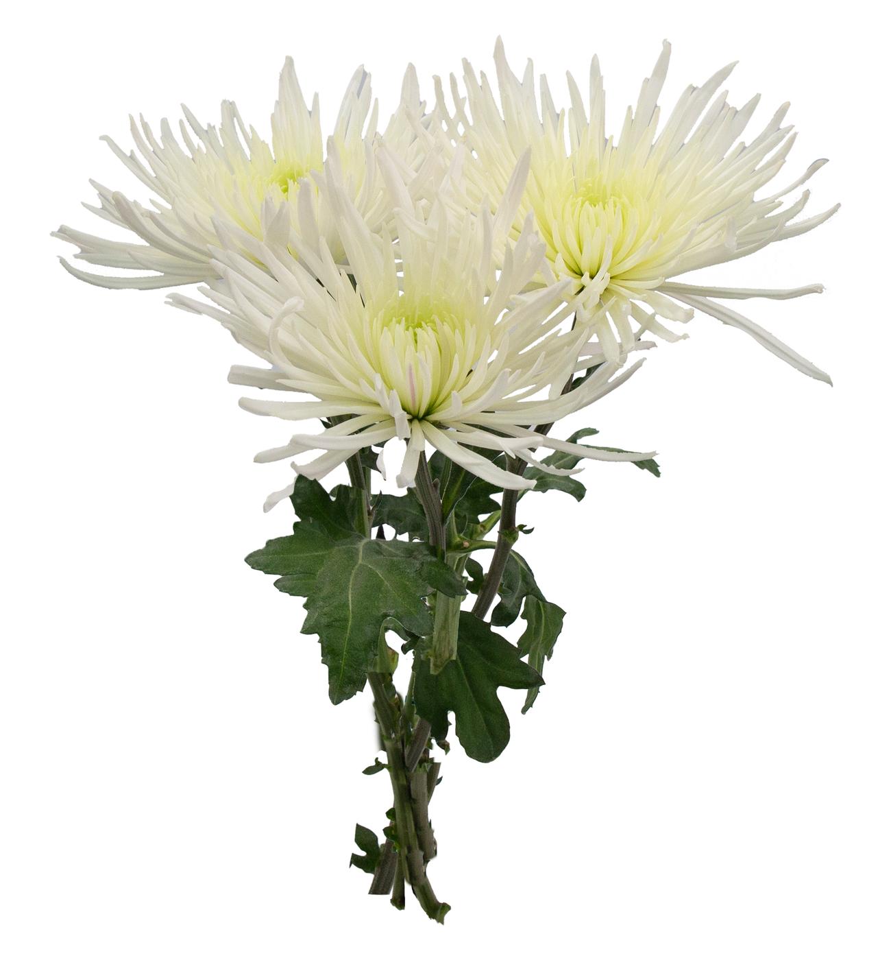 BLOOMS by H-E-B Assorted 3 Stem White Spiders & Cremones; image 2 of 4