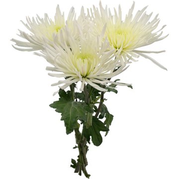 BLOOMS by H-E-B Assorted 3 Stem White Spiders & Cremones