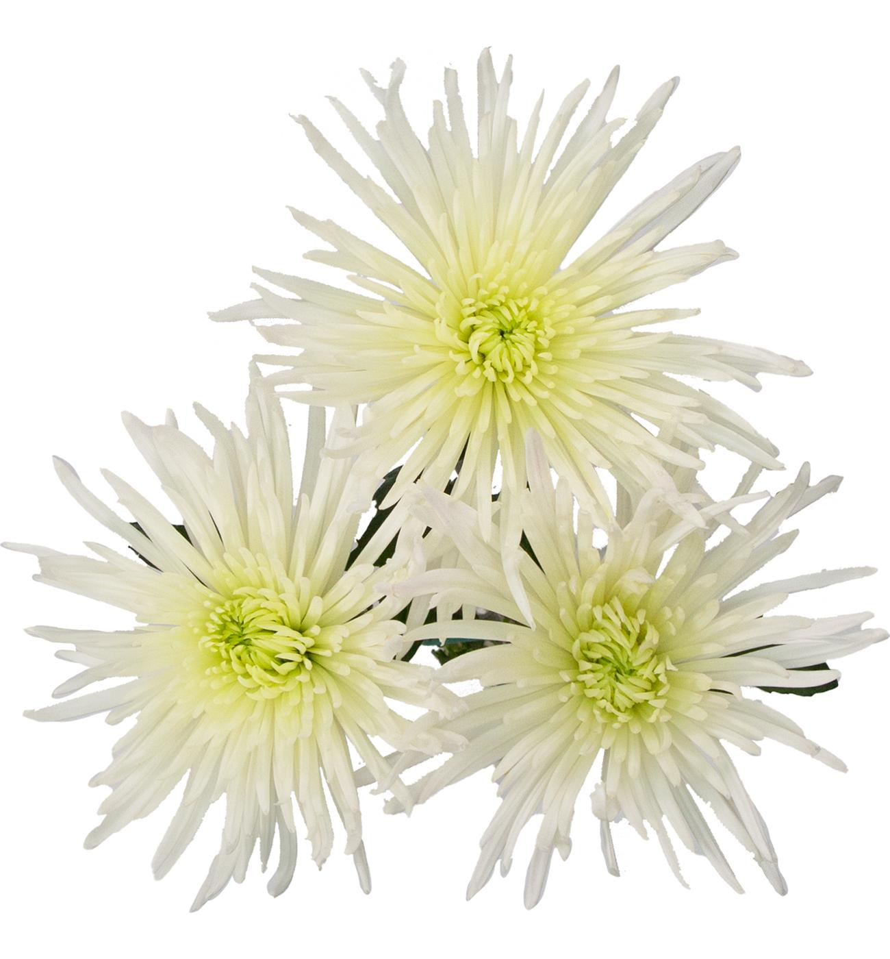 BLOOMS by H-E-B Assorted 3 Stem White Spiders & Cremones; image 3 of 4